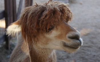 В центре Сочи открылся Парк альпак