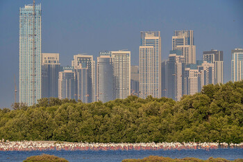 В Дубае после ливней увеличилось количество комаров 