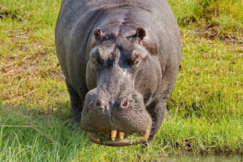 В Намибии бегемот напал на лодку с туристами
