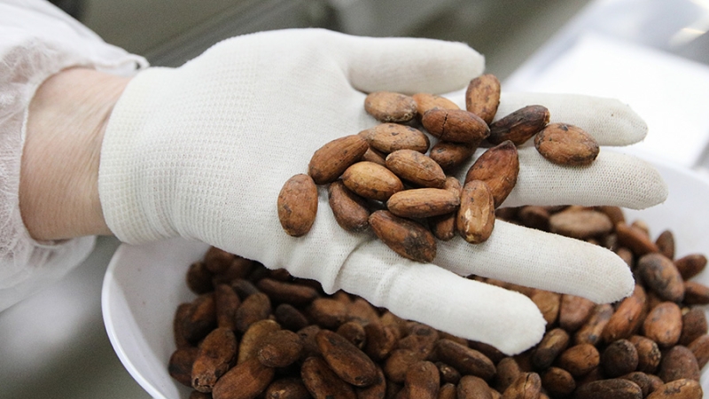 Россия начнет напрямую импортировать какао-бобы из Нигерии