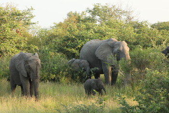 В ЮАР стадо слонов затоптало туриста 