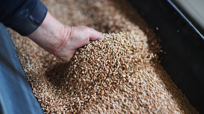 В Минсельхозе оценили экспорт зерна из России в прошлом сельхозгоду в 72 млн т