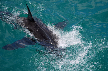 Акулу заметили у берегов Шарм-эль-Шейха 