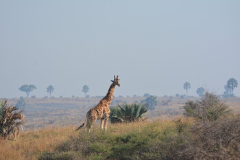 Уганда предлагает России запустить прямое авиасообщение 