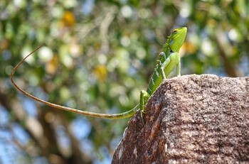 На Шри-Ланке туристов из РФ оштрафовали на 36 млн рублей за ловлю ящериц 