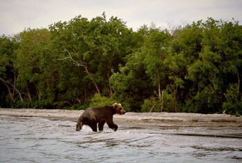 В Петропавловске-Камчатском ввели ночные патрули из-за нашествия медведей 