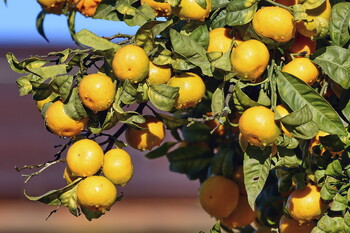 Фестиваль по очистке мандаринов пройдёт в Железноводске