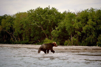 На Курилах медведь напал на туриста и гида  