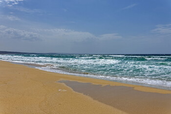 В Казахстане на берегу Каспия обнаружили тысячу мёртвых тюленей  