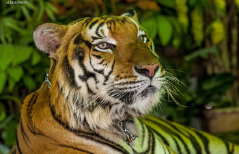 В глэмпинге в Хабаровском крае тигр напал на туриста