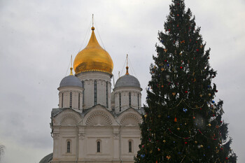 В Подмосковье спилили главную новогоднюю ёлку страны