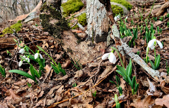 В Сочинском нацпарке расцвели подснежники