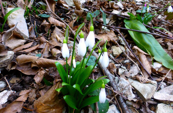В Летнем саду в Петербурга расцвели подснежники
