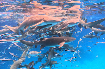 На Мальдивах акула укусила российскую туристку 