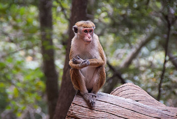 Обезьяна оставила без электричества всю Шри-Ланку