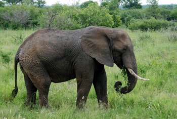 Слон напал на туриста в нацпарке ЮАР