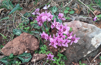 В горах Сочи зацвели цикламены