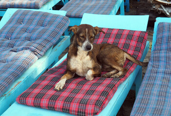 На пляжах Гоа на туристов нападают собаки