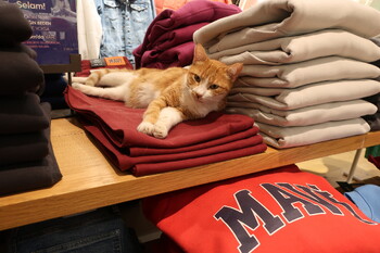 Россиянам стало выгоднее делать покупки в Турции