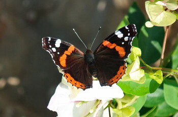 В Анталии летом откроется крупнейший в мире парк бабочек
