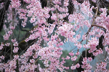 В Японии стартовал сезон цветения сакуры  