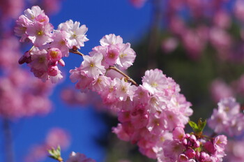 В преддверии цветения сакуры к консульству Японии выстроились очереди