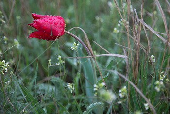 В Астраханской области началось цветение краснокнижных тюльпанов Шренка  