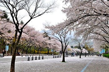 В Сеуле впервые за 80 лет в апреле выпал снег
