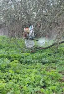 Уничтожение вредителей: защита вашего дома и здоровья