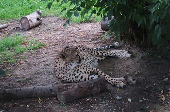 Московский зоопарк поучаствует в акции «Ночь в музее»