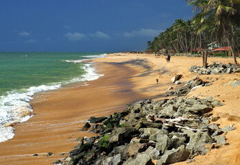 На Шри-Ланке туристка из РФ заразилась опасной лихорадкой чикунгунья