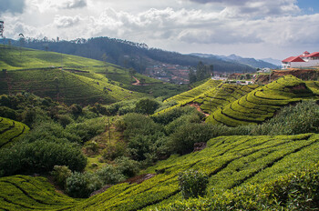 Посольство РФ на Шри-Ланке предупреждает о крупнейшей за 20 лет вспышке лихорадки чикунгунья