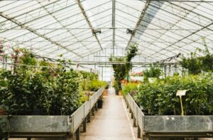 Теплица для выращивания овощей: выбор, обустройство и уход