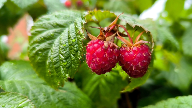 В Минсельхозе сообщили о планах собрать 2,1 млн т плодов и ягод в 2025 году