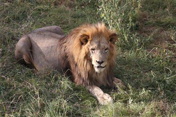 Львы напали на директора парка «Тайган» Олега Зубкова