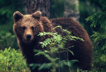 Медведь парализовал работу аэропорта в Японии