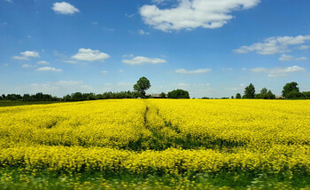 Пассажир поезда Адлер — Калининград выпрыгнул из вагона в Литве