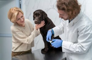 Первичный прием ветеринара: что нужно знать