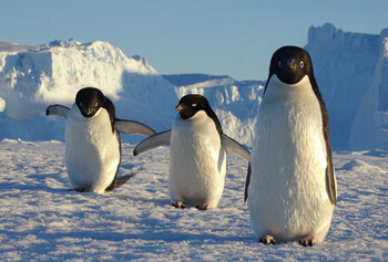 В Антарктиде число императорских пингвинов сократилось на 22%