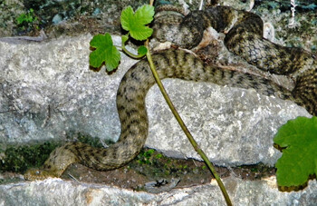 В Армении туристка из РФ попала в реанимацию после укуса гюрзы