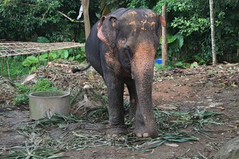 В Таиланде слон ограбил продуктовый магазин 