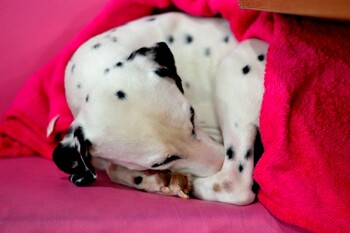 «Аэрофлот» изменил правила перевозки домашних животных 