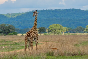 Для въезда в Танзанию туристам потребуется обязательная страховка