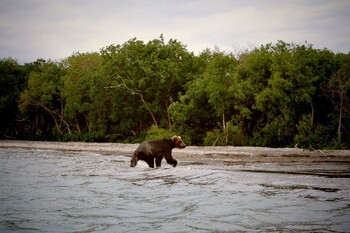 На Камчатке возбудили дело против турфирмы за издевательство над медведем