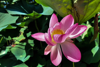 Сезон цветения лотосов начался в Волгоградской области