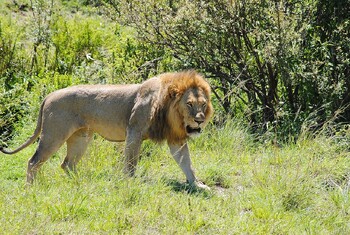 В Анталии сбежавший из зоопарка лев напал на человека 