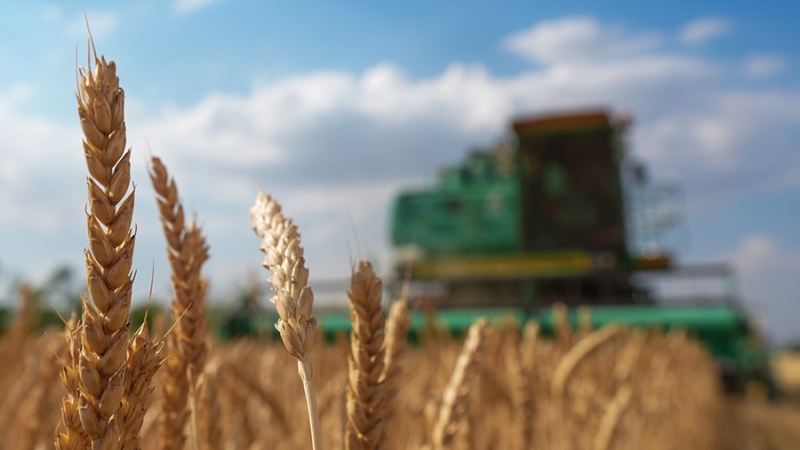 В российском агропромышленном комплексе зафиксировали рост новых компаний