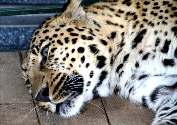 В Сочи пройдёт Фестиваль леопарда