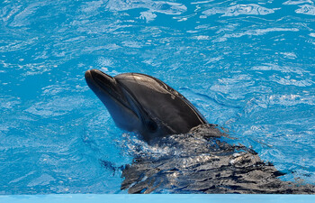 Дельфинарий во Владивостоке временно закроется