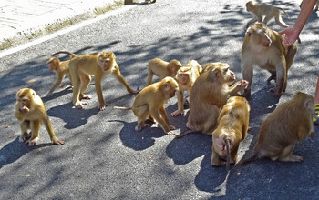 На Пхукете туристка из РФ попала в больницу после укусов обезьяны 